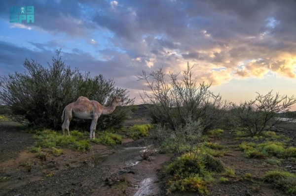 Continuous rainfall led to form picturesque scenes of greenery where camels grazing in the midst of flowing rainwater in the valleys of Al-Baha region.
