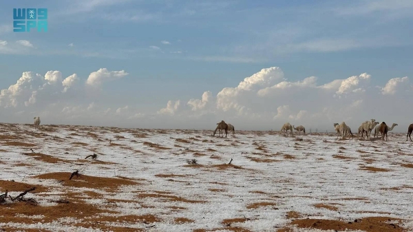 Snow enveloped the northern Saudi region of Al-Jouf since Friday and Saturday morning, turning many parts of the region completely white.