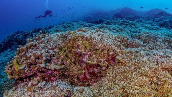 Scientists say the newly discovered coral is in good health