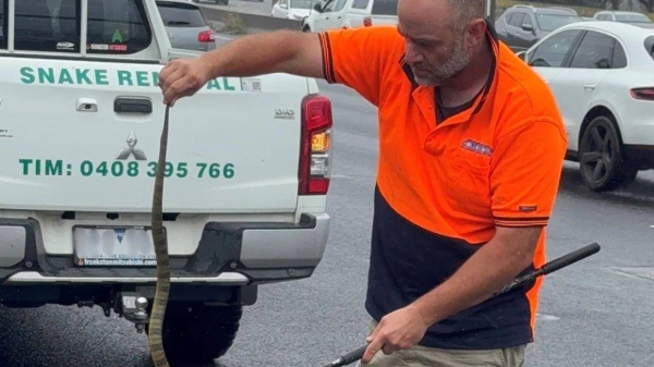 Tim Nanninga of Melbourne Snake Control captures a deadly tiger snake for release on the side of the freeway near Melbourne in Australia on November 30, 2024