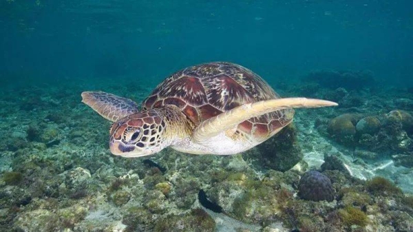 Sea turtles are consumed as a delicacy in some communities in the Philippines