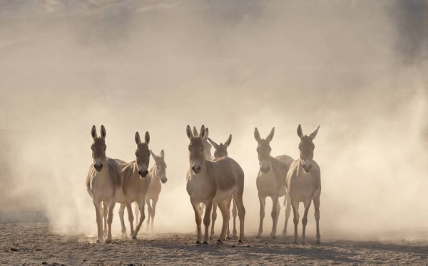 The onagers, following their 935-kilometer journey, have adapted well to their new habitat, celebrated by the birth of the first foal in the Prince Mohammed bin Salman Royal Reserve