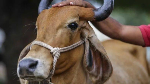 Cow is considered sacred animal by India's majority Hindu population