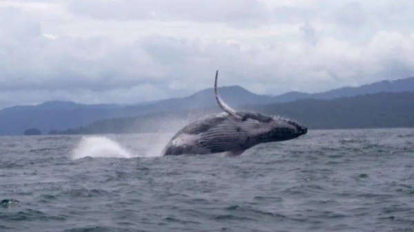 This humpback whale, photographed here off the Pacific coast of Colombia, made an epic migration