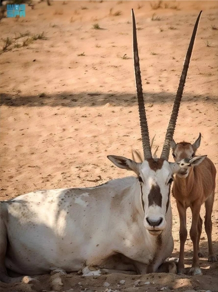 محمية الأمير محمد بن سلمان الملكية تحتفل بميلاد عجل المها العربي الخامس عشر