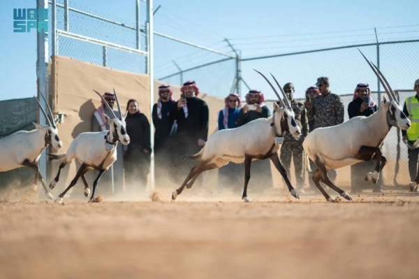 The National Center for Wildlife has reintroduced 40 Arabian Oryx, 10 addax, 6 Nubian Ibex, and 10 Houbara Bustards into the King Khalid Royal Reserve.
