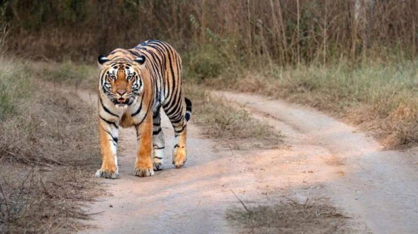 A royal Bengal tiger on a dirt road in the jungle in Chitwan National Park in Nepal