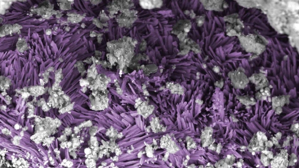 A vein of sodium carbonate appears like needles, falsely colored in purple to show detail, within the clay-rich rock of the Bennu sample. Each needle is less than 1 micrometer wide