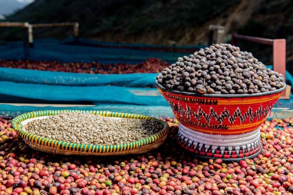 Jazan region is home to the most famous coffee farms in Saudi Arabia, with more than 700,000 trees planted.