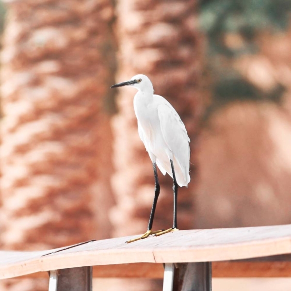 Saudi Arabia is committed to protecting migratory birds and their natural habitats in accordance with global environmental standards and international agreements.