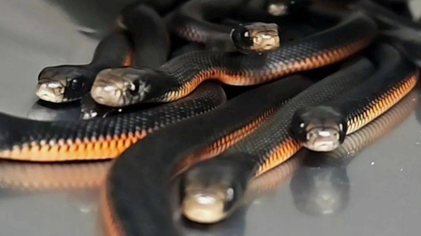 Five adult snakes and 97 newborns were recovered from the garden