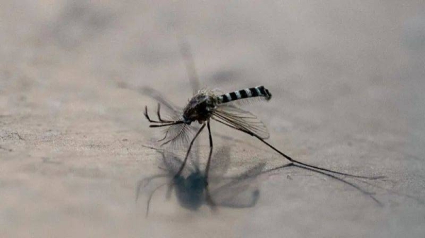 A Philippine urban centre hopes a mosquito bounty will supplement existing anti-dengue measures