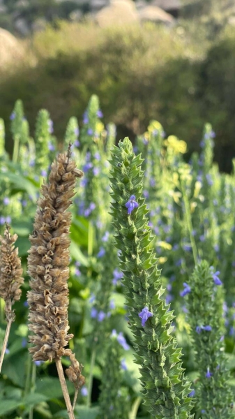 Saudi Arabia meets goals in localizing chia cultivation