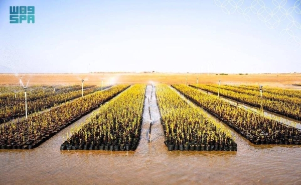 The Saudi Morooj Foundation is dispersing 300 million seeds in five royal reserves and leading a cooperative afforestation program that aims to plant 10 million trees by 2027—all contributing to the Saudi Green Initiative (SGI). (SPA)