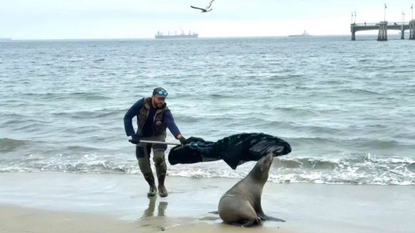 The Marine Mammal Center is helping find and treat animals infected by the toxin