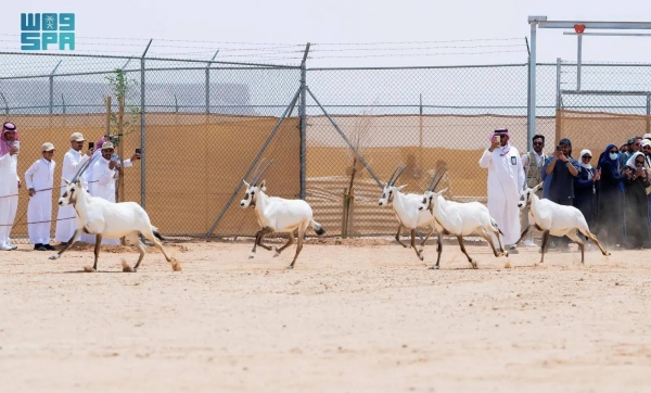 Over 30 endangered animals released into King Khalid Royal Reserve