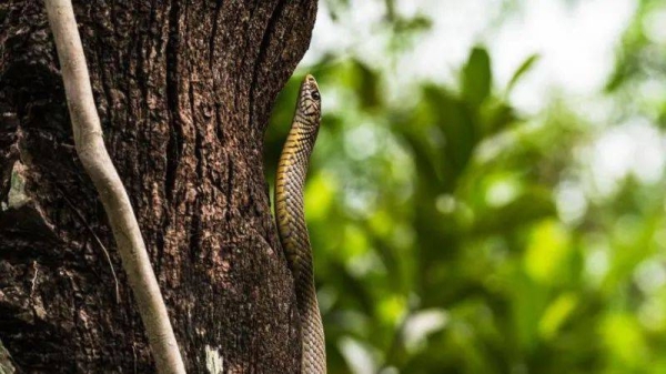 It is not known what kind of snake was found in the meal (file photo)