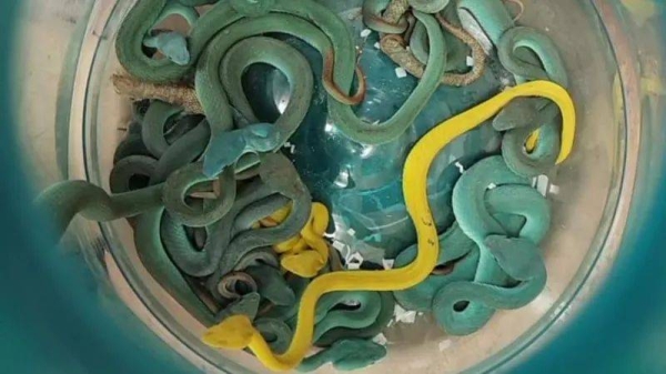 Authorities have seized spider-tailed horned vipers, Asian leaf turtles and Indonesian pit vipers from the passenger