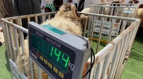 Saudi Arabia to start implementing sale of livestock by weight from June 26