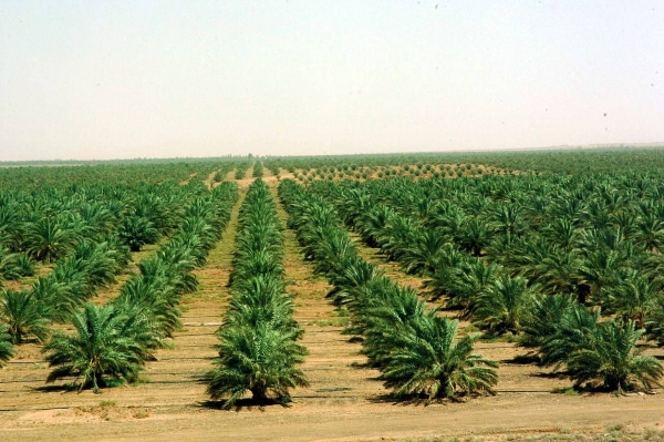 Saudi Arabia plants 50 million seedlings in Rub’ al Khali