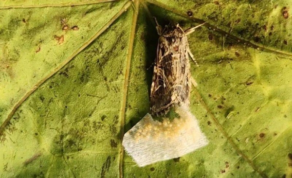 Animals react to secret sounds from plants, say scientists