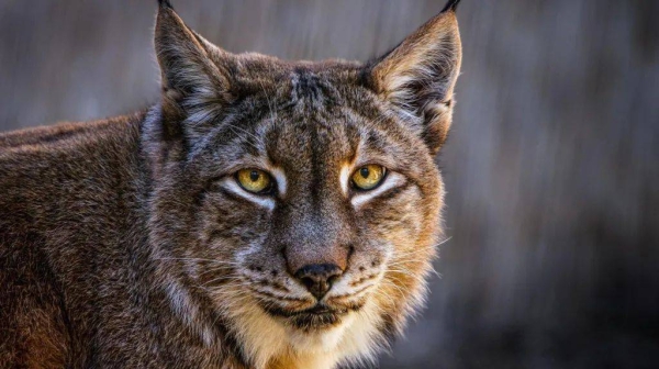 The Eurasian lynx is among the predators that are expected to benefit from the scheme, the zoo says