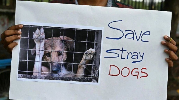 An activist holds up a placard during a protest against the Supreme Court's earlier order to remove stray dogs from Delhi