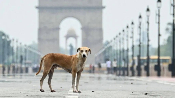 Delhi is estimated to have around one million stray dogs