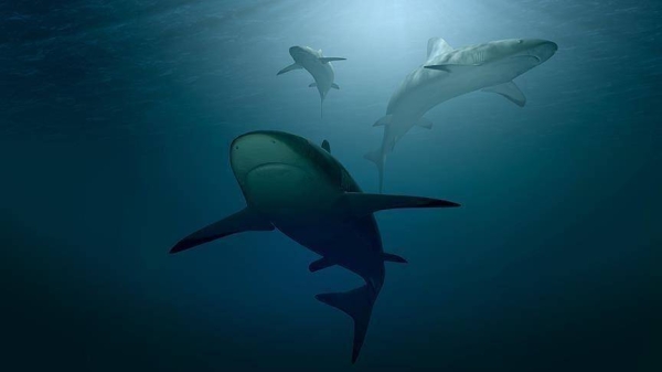 Shark attack kills surfer at Sydney’s Long Reef Beach