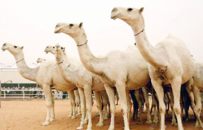 A celebration of camels