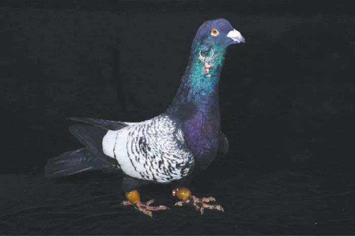 Prized pigeons fetch high prices at famed Turkish auction