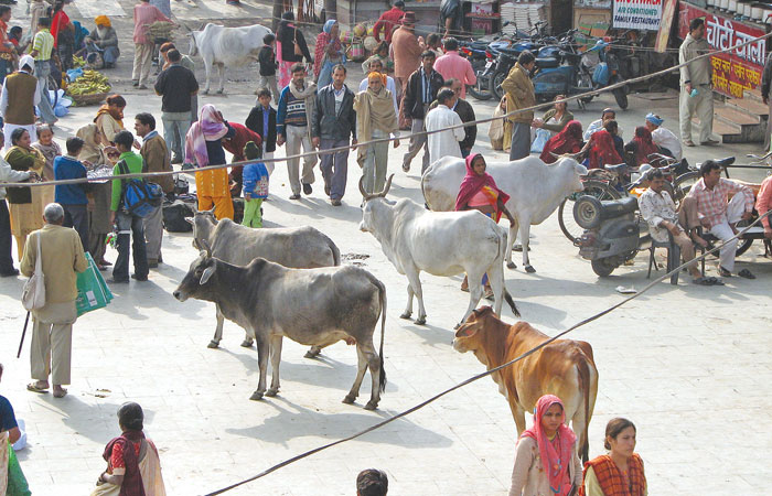 Just eight of India’s 29 states permit the consumption of beef or the slaughter of cows. — Archives