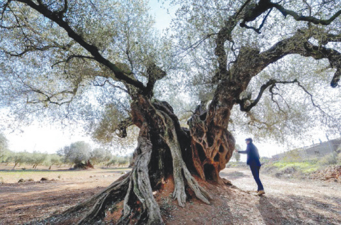 A woman looks at the millennia old olive tree, famous for “staring” in the film “the Olive” by Spanish director Iciar Bollain, in an olive grove in the municipality of Uldecona. — AFP