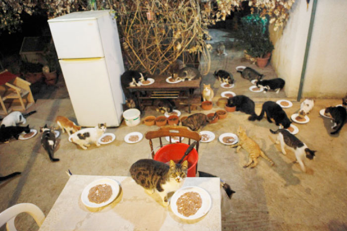 Cats are fed at the home of Dinos Ayiomamitis, the head of the Cat PAWS Cyprus non-governmental organisation, in the Cypriot capital Nicosia. — AFP