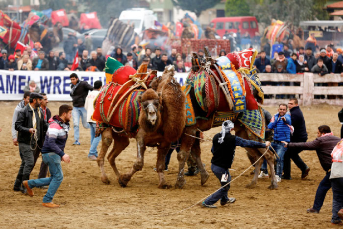 Two wrestling camels fight at the Pamucak arena during the annual Selcuk-Efes Camel Wrestling Festival in the Aegean town of Selcuk, near Izmir, Turkey, on Jan. 15. — Reuters