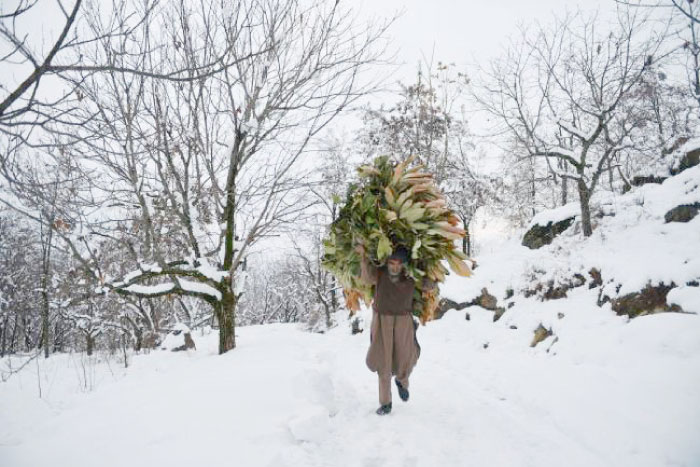 A Kashmiri man carries cattle-feed on his head outskirts of Srinagar after seasons first snowfall in Kashmir in this Jan. 9, 2017 file photo. — AFP