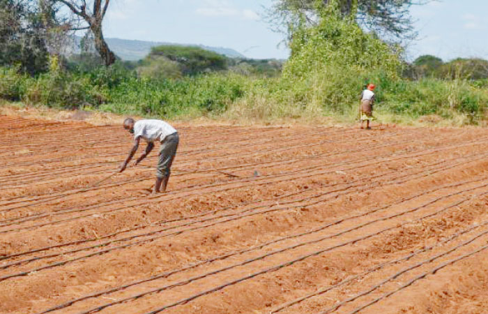 The irrigation app will help farmers have sufficient access to water based on the requirement of the soil. — Courtesy photo