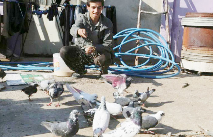 Othman would sneak upstairs to feed his birds. He couldn’t clap or yell to fly them in formation, but he left the hatches open so they could come and go. — AP