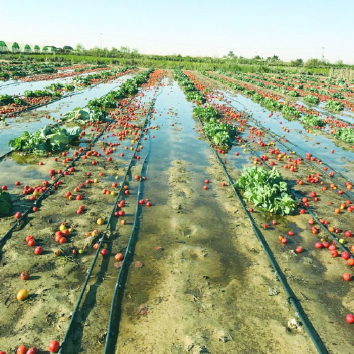 Rains destroy 70 percent of crops in Dammam