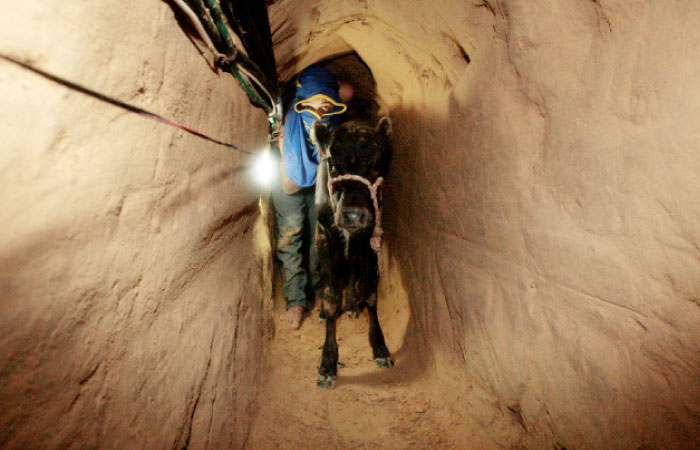 A Palestinian smuggler pushes a calf through a tunnel beneath the Egyptian-Gaza border. — Reuters file photo