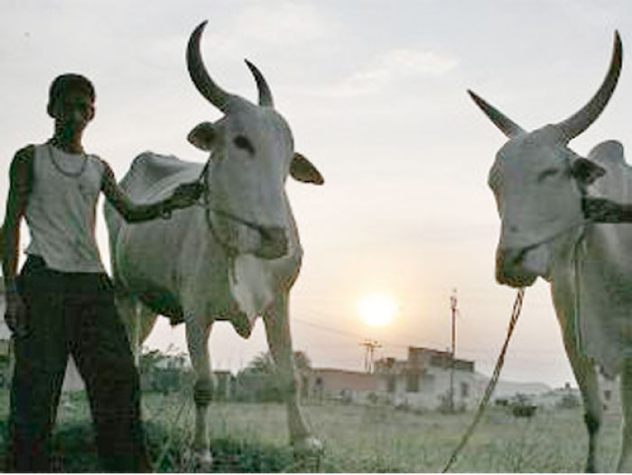 Last year Sikkim was declared 100 percent organic by the Indian government, while across the country, organic farming is growing rapidly. — Courtesy photo