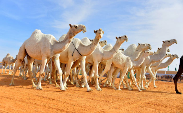 Camel owners will not only have to show camels with untouched natural beauty but will have to swear the age and ownership of the animal. — Courtesy photo