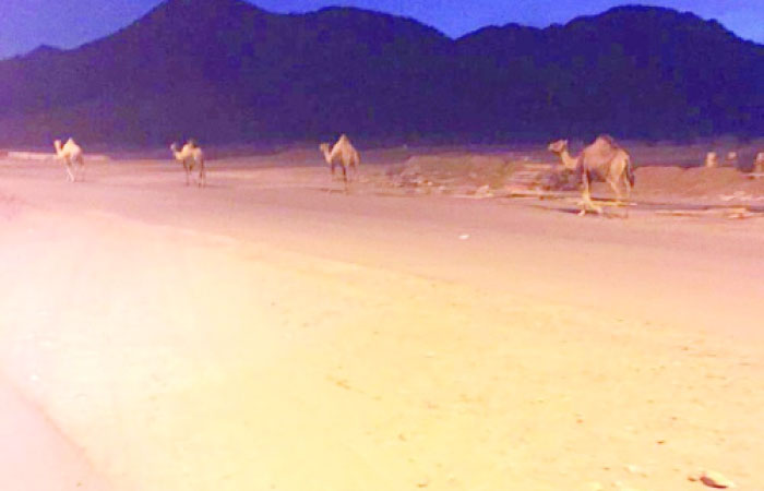 Madinah neighborhood wilts under darkness