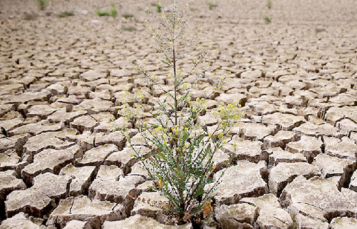 ‘Resurrection crops’ offer hope as climate turns hostile. — Courtesy photo