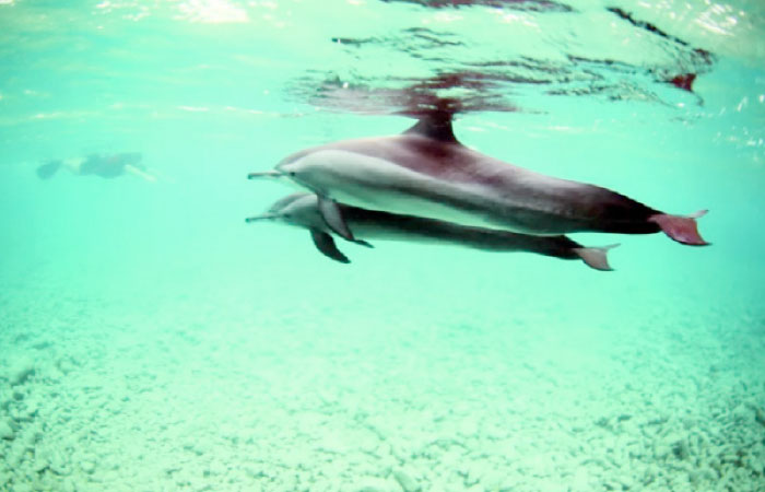 The dolphins after rescue teams helped dislodge them from shallow waters near King Abdullah Economic City in Rabigh.