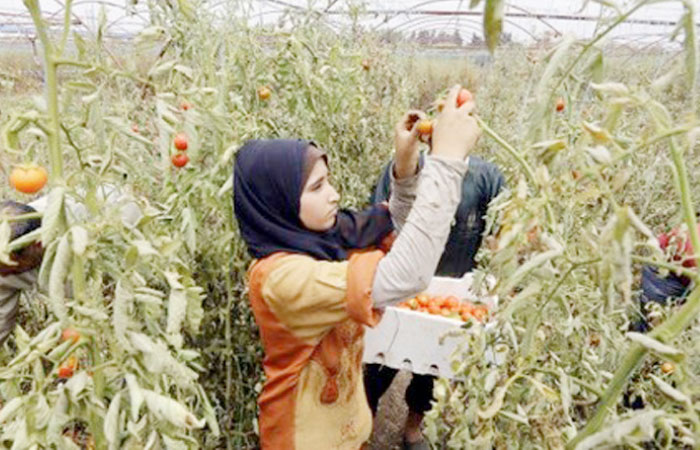 Residents of the modest farming villages scattered on the river’s eastern bank say they are afraid the militants will destroy the Tabqa dam, Syria’s largest, to slow advancing anti-Daesh forces. — File photo