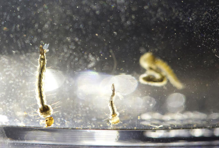 Aedes Aegypti mosquito larvae swim in a container at the Florida Mosquito Control District Office in Marathon, Florida, in this Aug. 24, 2016 file photo. — AP