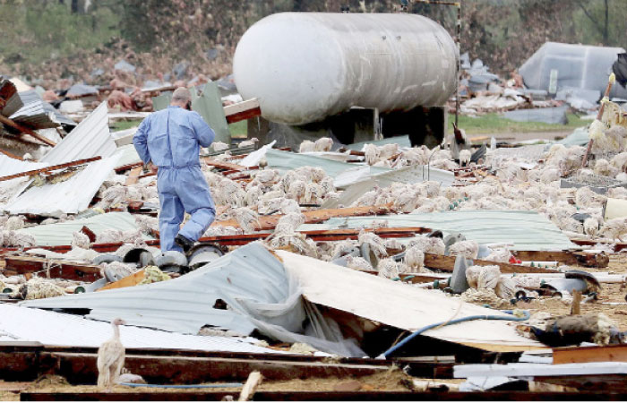 Hundreds of turkeys that lost its shelter roam after a tornado ripped through a turkey farm, just north of Chetek, Wisconsin, on Tuesday. — AP