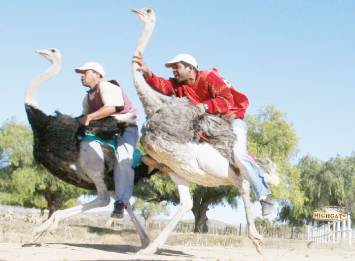 Two men compete in an ostrich race at Highgate ostrich farm in Oudtshoorn, South Africa in this August 2010 file photo. — AP