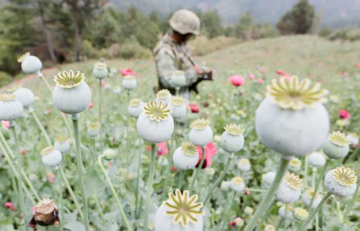 A soldier stands guard beside poppy plants before a poppy field is destroyed during a military operation in the municipality of Coyuca de Catalan, Mexico.